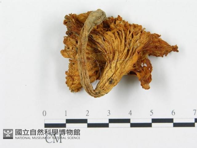 喇叭菌屬藏品圖，第1張
