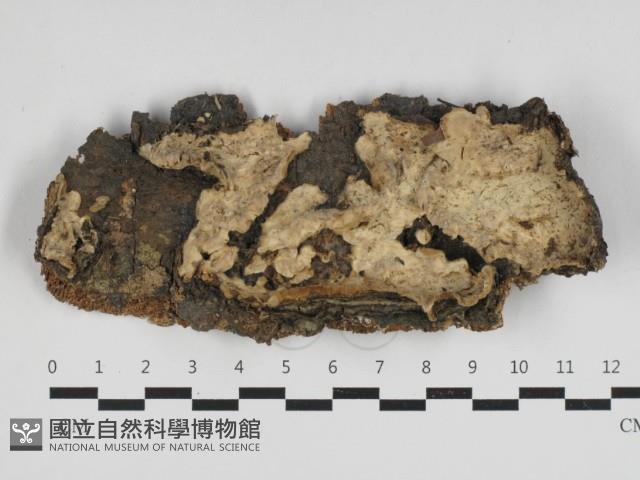 登錄號:F0033190藏品圖，第1張