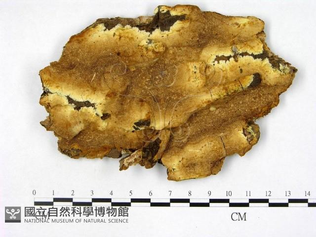 登錄號:F0008090藏品圖，第1張