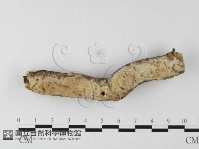 登錄號:F0020090藏品圖，第1張