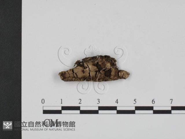 登錄號:F0010090藏品圖，第1張