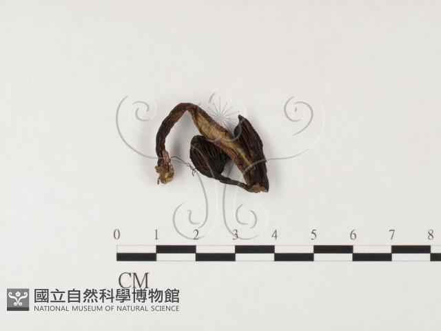 登錄號:F0026090藏品圖，第1張