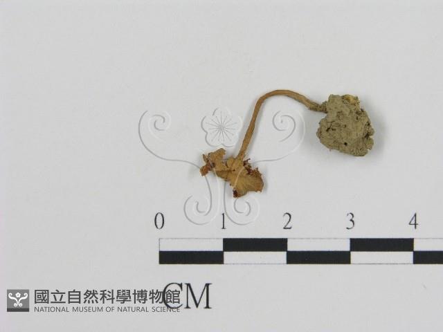 登錄號:F0011090藏品圖，第1張