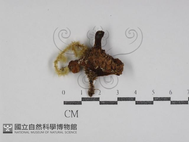 登錄號:F0031090藏品圖，第1張