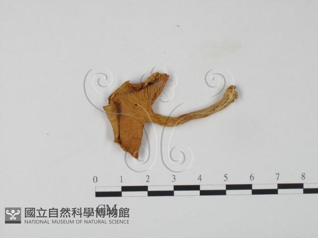 登錄號:F0024090藏品圖，第1張