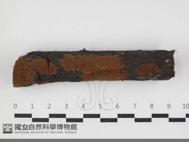 刺革菌屬藏品圖，第1張