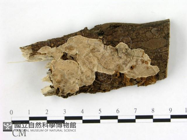刺皮菌屬藏品圖，第1張