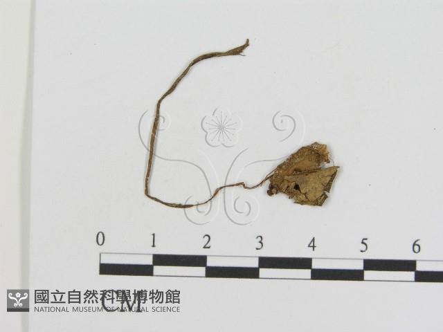 登錄號:F0002090藏品圖，第1張