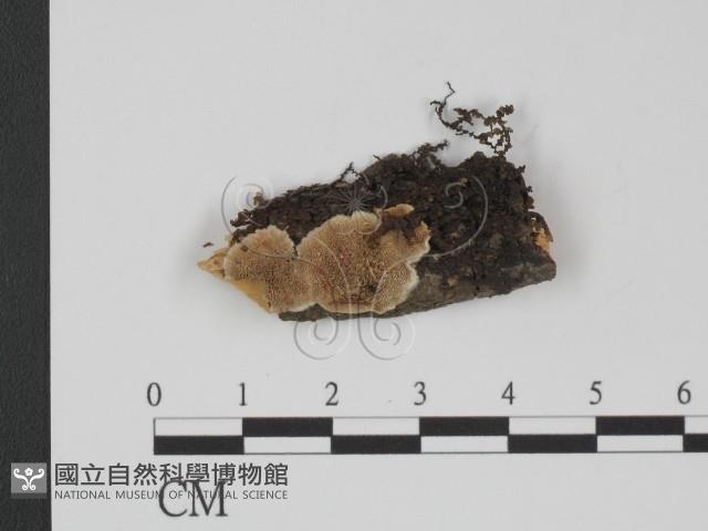 附毛菌屬藏品圖，第1張
