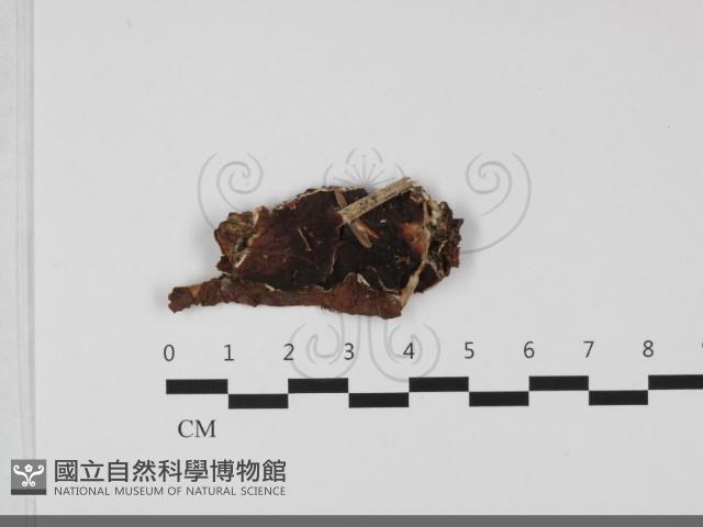登錄號:F0032090藏品圖，第1張