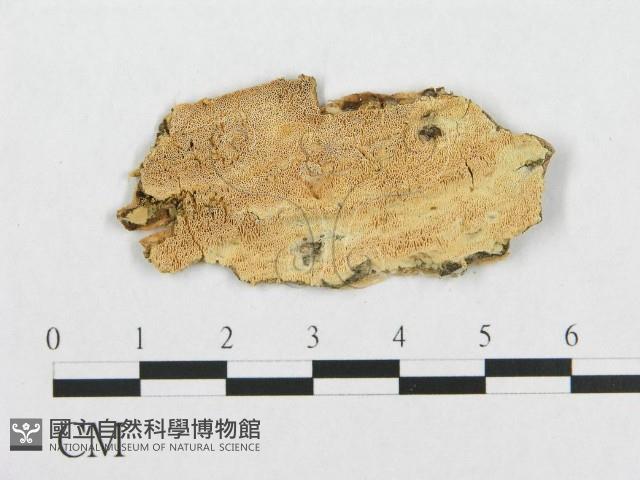 登錄號:F0007090藏品圖，第1張