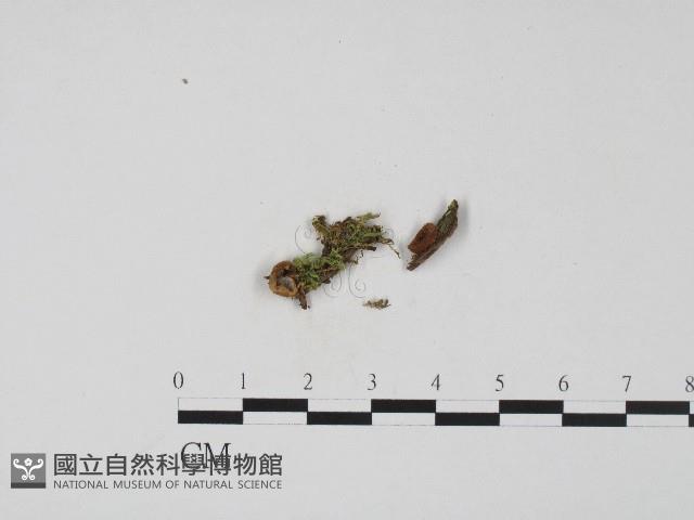 登錄號:F0017090藏品圖，第1張