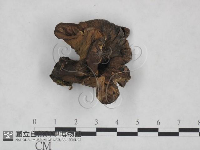 登錄號:F0025090藏品圖，第1張
