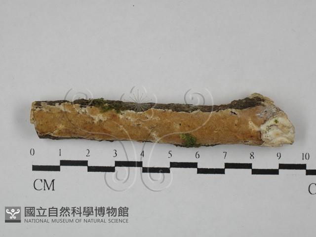 登錄號:F0029090藏品圖，第1張