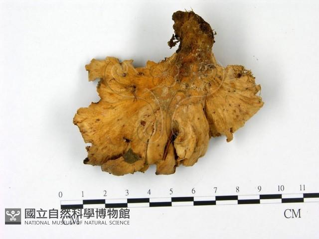 登錄號:F0023090藏品圖，第1張