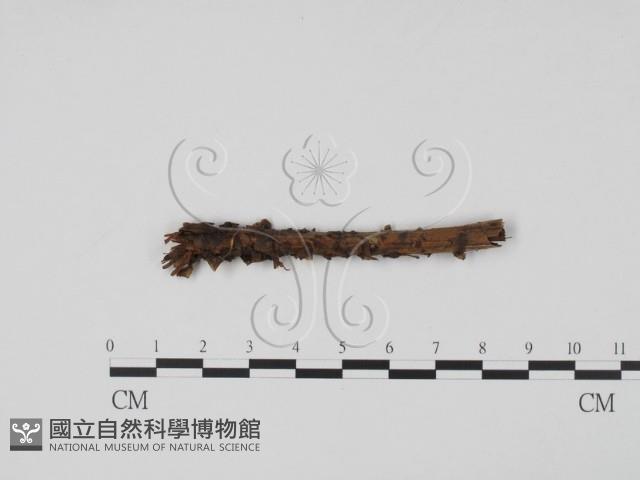 登錄號:F0003090藏品圖，第1張