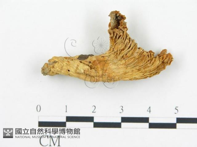 喇叭菌屬藏品圖，第1張