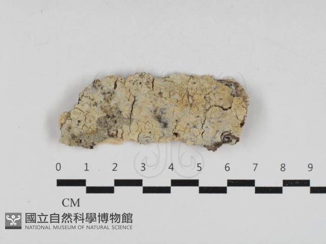 擬筍殼菌屬藏品圖，第1張