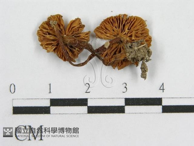 粉褶菌屬藏品圖，第1張