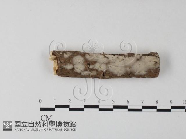 登錄號:F0020390藏品圖，第1張