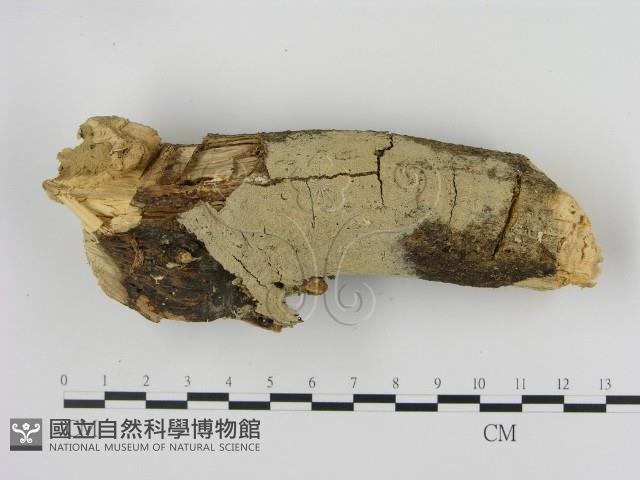 剛毛絲皮菌藏品圖，第1張