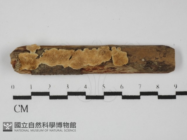 齒耳菌屬藏品圖，第1張