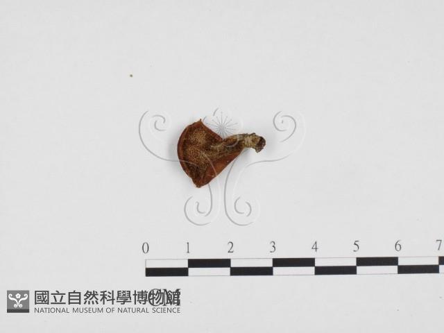 多孔菌屬藏品圖，第1張