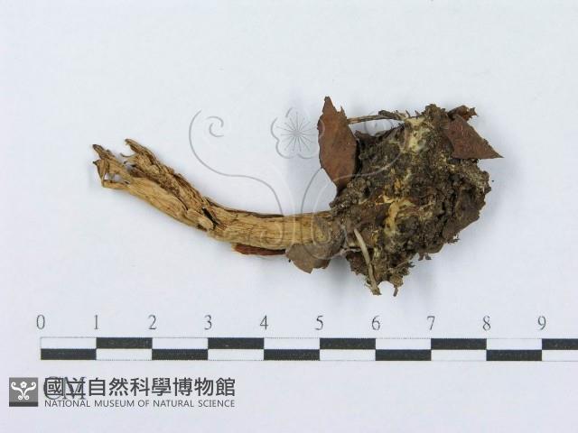 登錄號:F0004390藏品圖，第1張