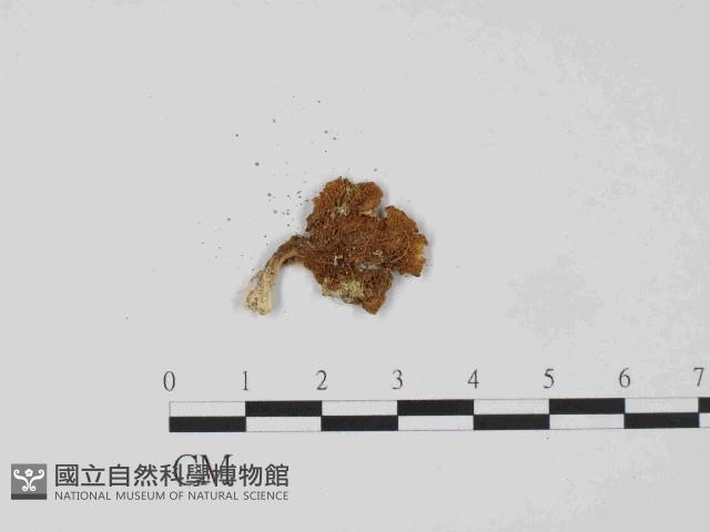 登錄號:F0014390藏品圖，第1張
