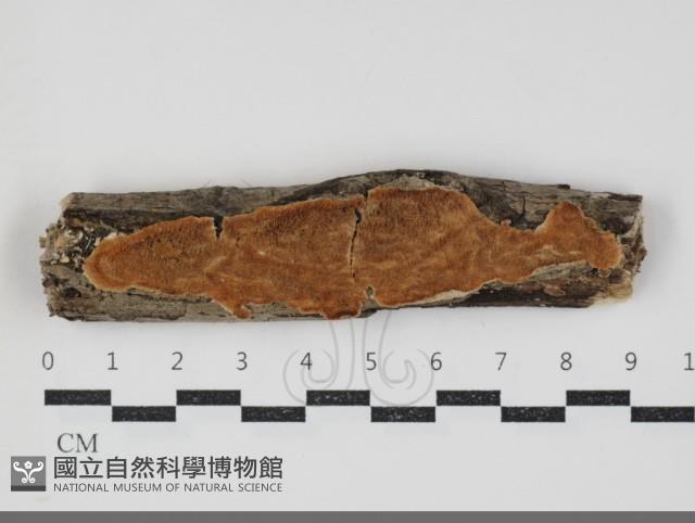 登錄號:F0034390藏品圖，第1張