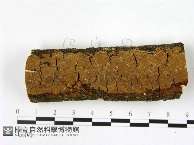 登錄號:F0022390藏品圖，第1張