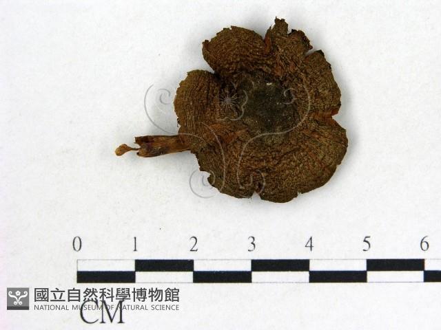 登錄號:F0012390藏品圖，第1張