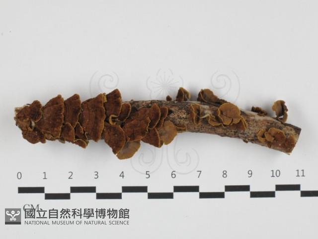 登錄號:F0032390藏品圖，第1張