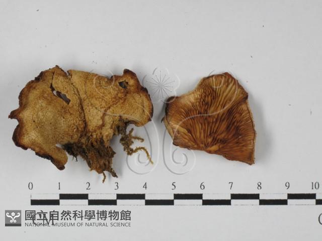 登錄號:F0027390藏品圖，第1張