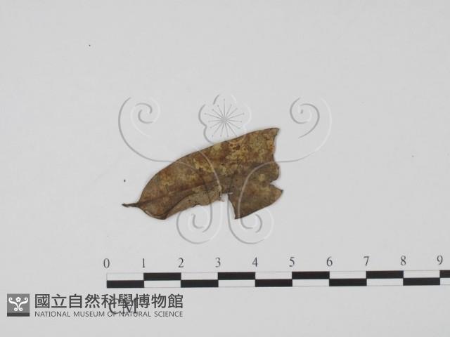 登錄號:F0007390藏品圖，第1張