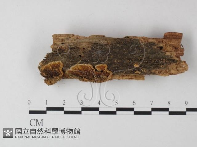 登錄號:F0025390藏品圖，第1張