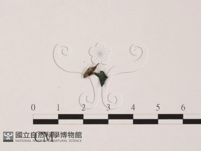 登錄號:F0005390藏品圖，第1張