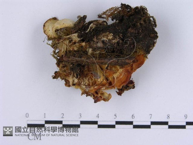 登錄號:F0003390藏品圖，第1張