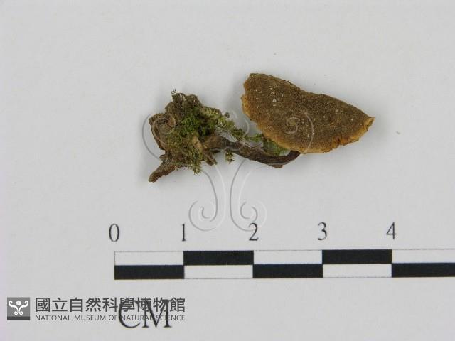 登錄號:F0013390藏品圖，第1張