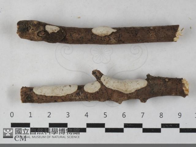 登錄號:F0033390藏品圖，第1張