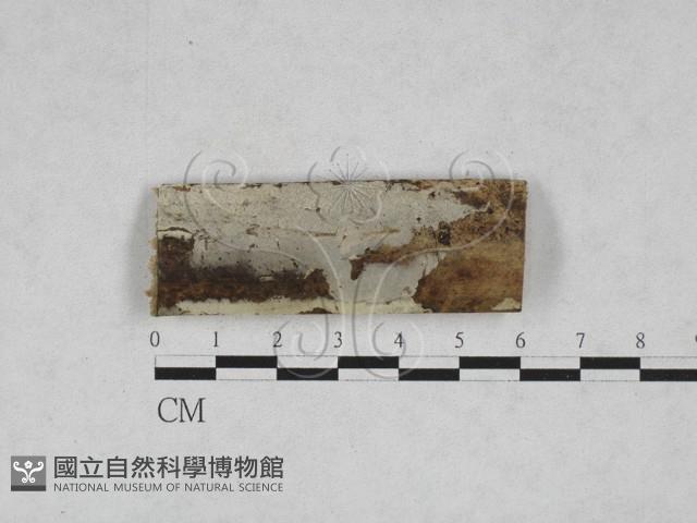 登錄號:F0028280藏品圖，第1張