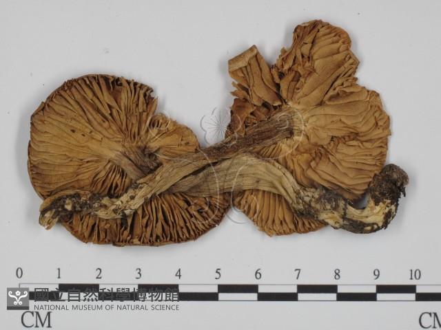 登錄號:F0008280藏品圖，第1張