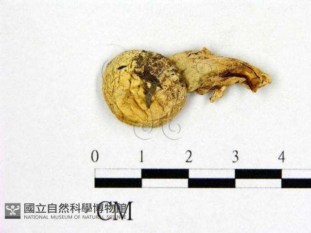 登錄號:F0020280藏品圖，第1張