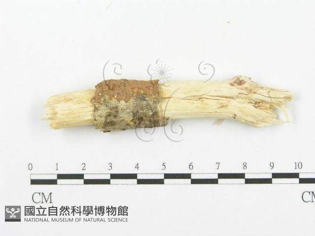 登錄號:F0000280藏品圖，第1張