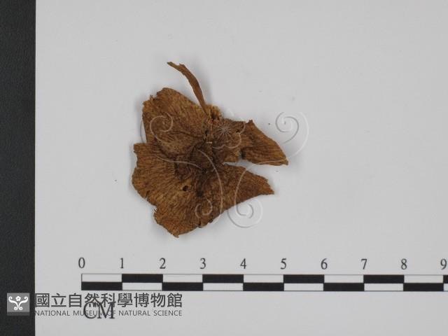 登錄號:F0016280藏品圖，第1張