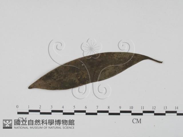 登錄號:F0021280藏品圖，第1張