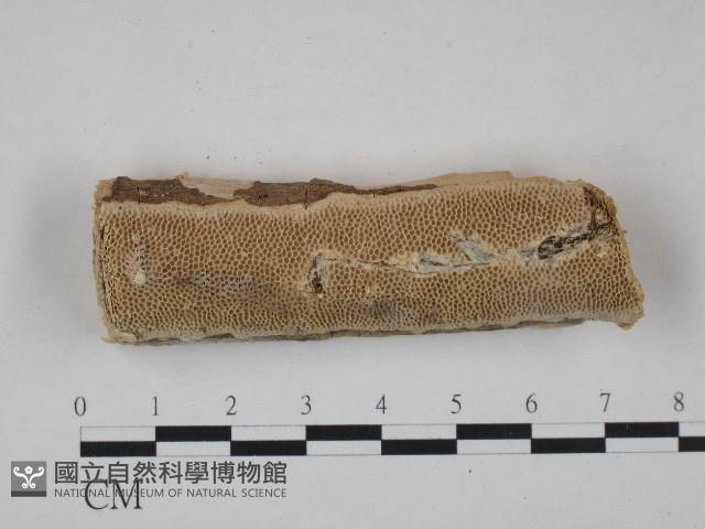 登錄號:F0004280藏品圖，第1張