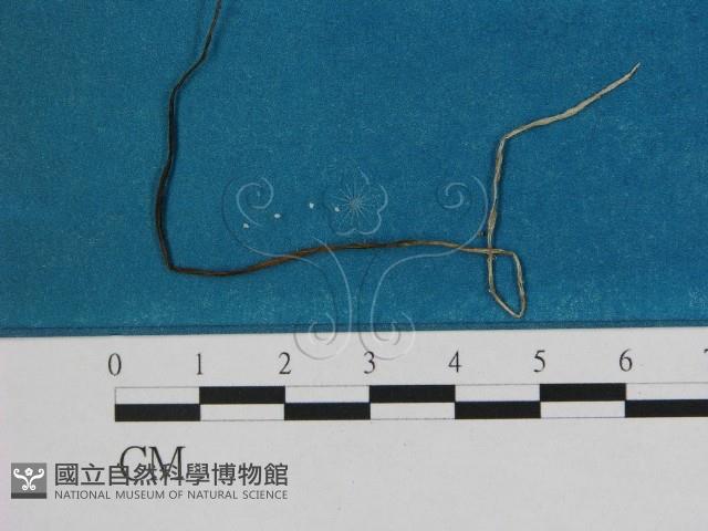 小皮傘屬藏品圖，第1張