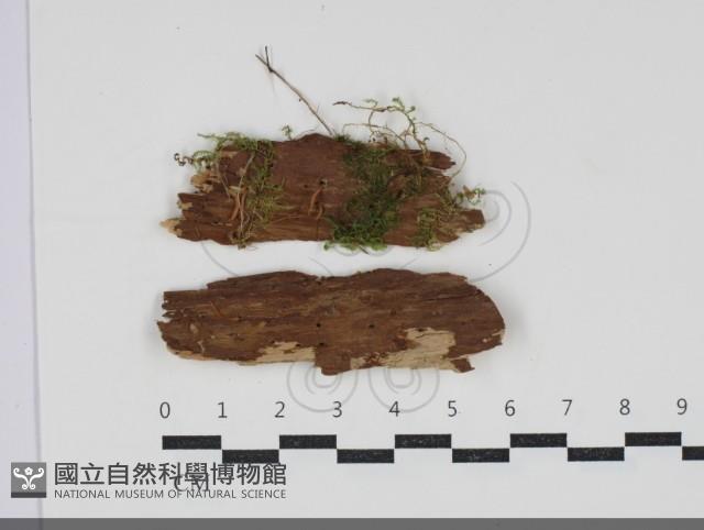 登錄號:F0034280藏品圖，第1張