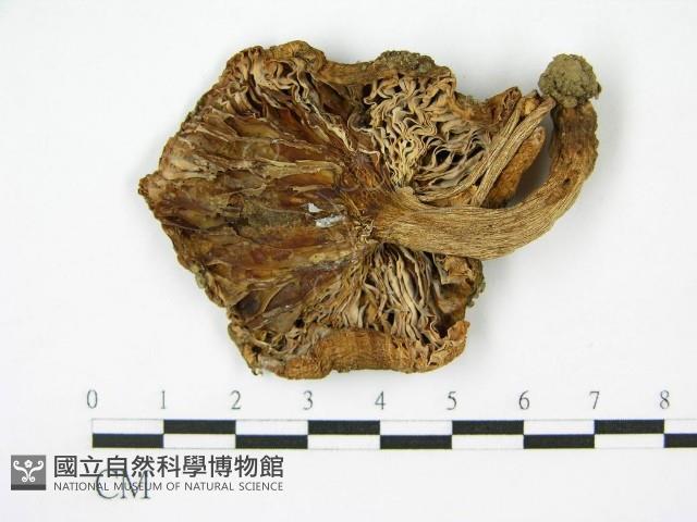 登錄號:F0002280藏品圖，第1張